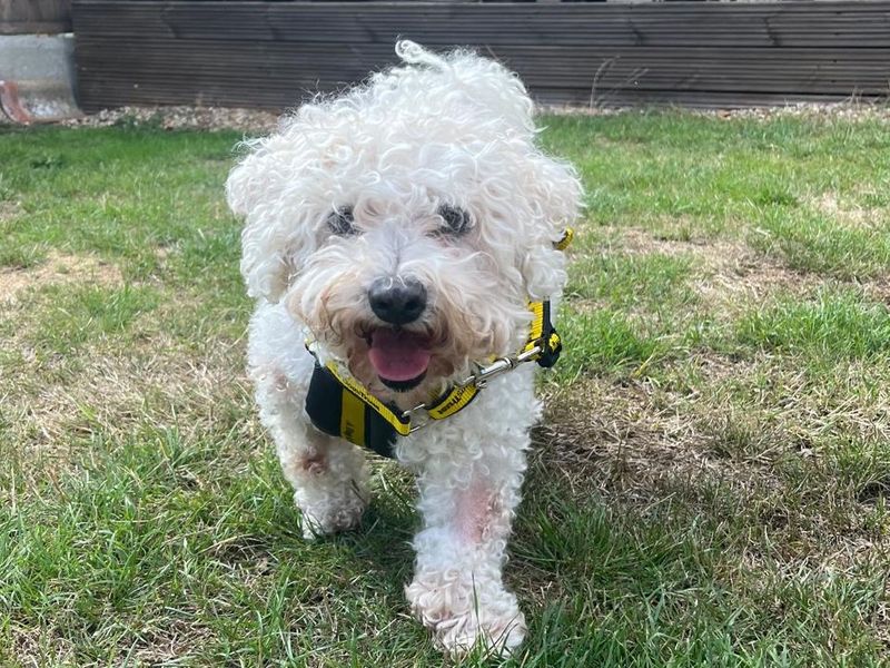 Bessie | Bichon Frise | Basildon (Essex) - 3