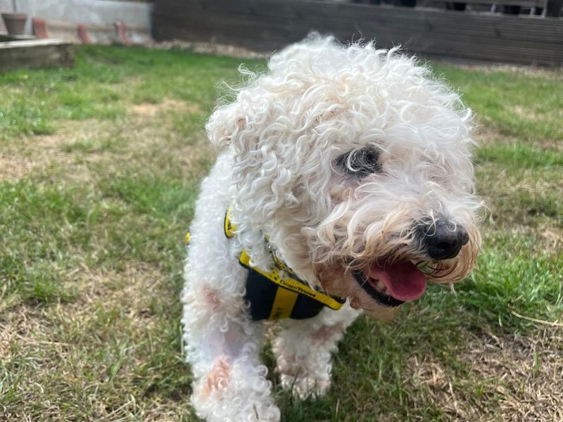Bessie | Bichon Frise | Basildon (Essex) - 1