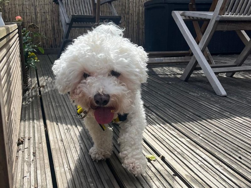 Pippa | Bichon Frise | Basildon (Essex) - 4