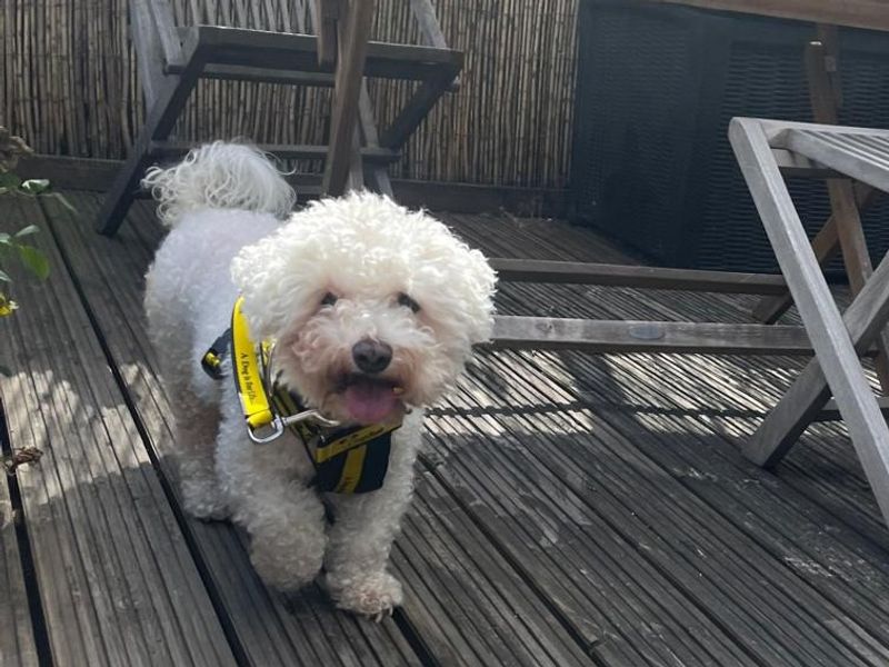 Pippa | Bichon Frise | Basildon (Essex) - 3