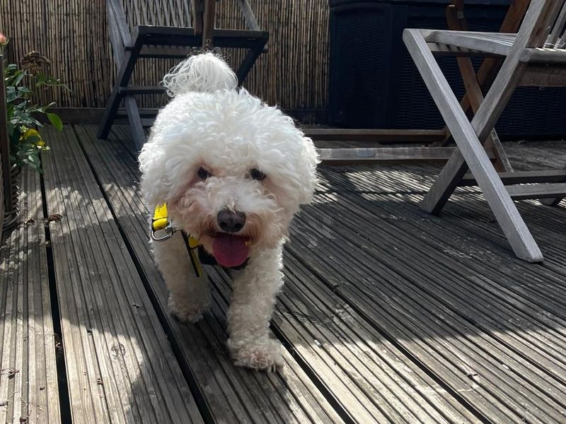 Pippa | Bichon Frise | Basildon (Essex) - 2