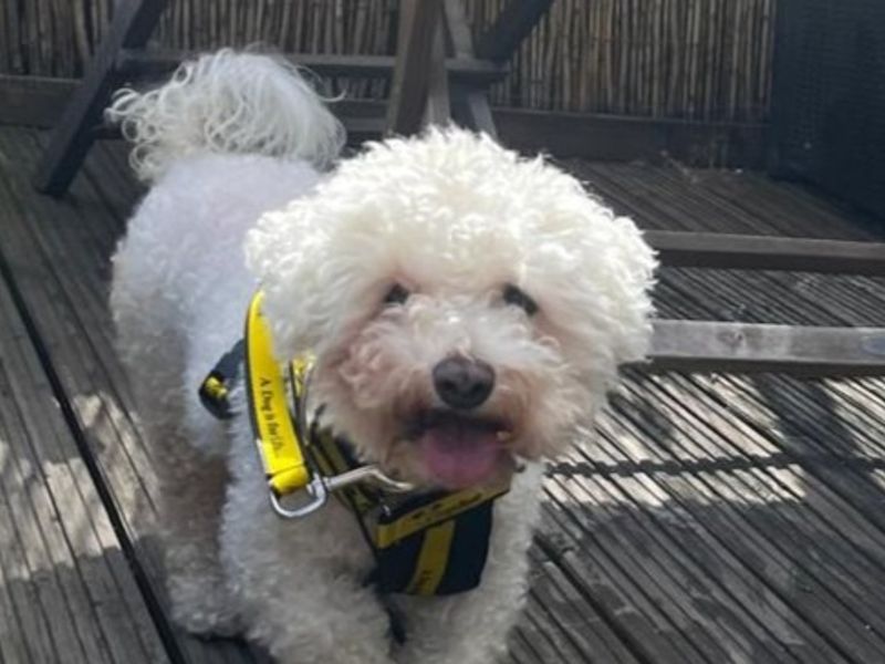 Pippa | Bichon Frise | Basildon (Essex) - 1