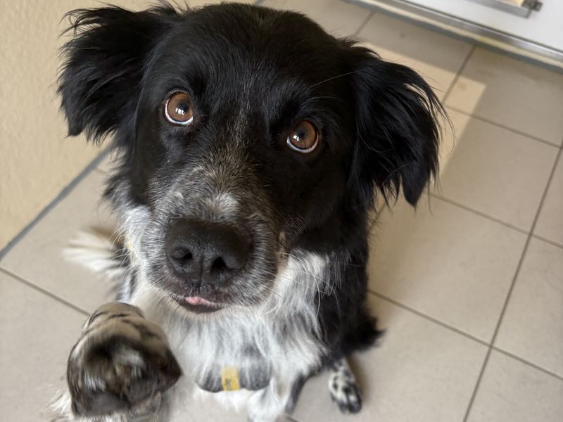 Teddy | Spaniel (English Springer) Cross | Ballymena (Northern Ireland) - 2