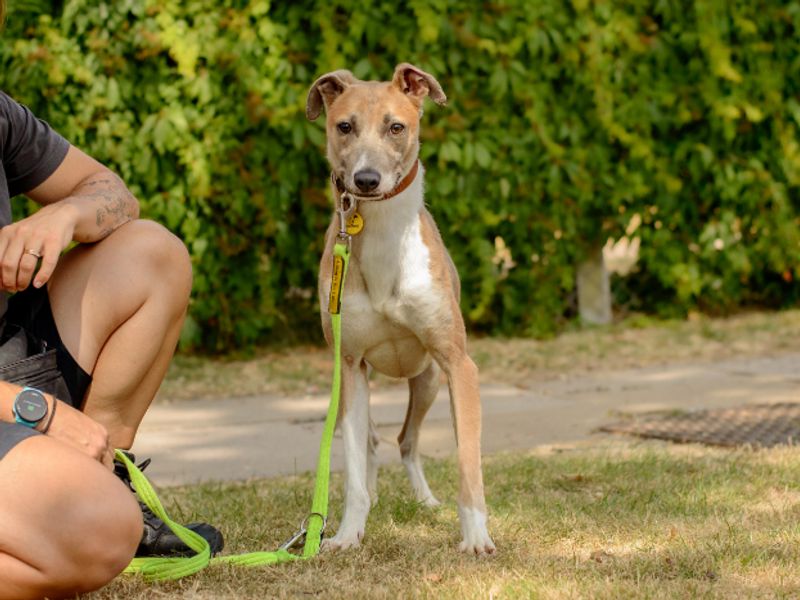 Zulu | Whippet Cross | Kenilworth (West Midlands) - 3
