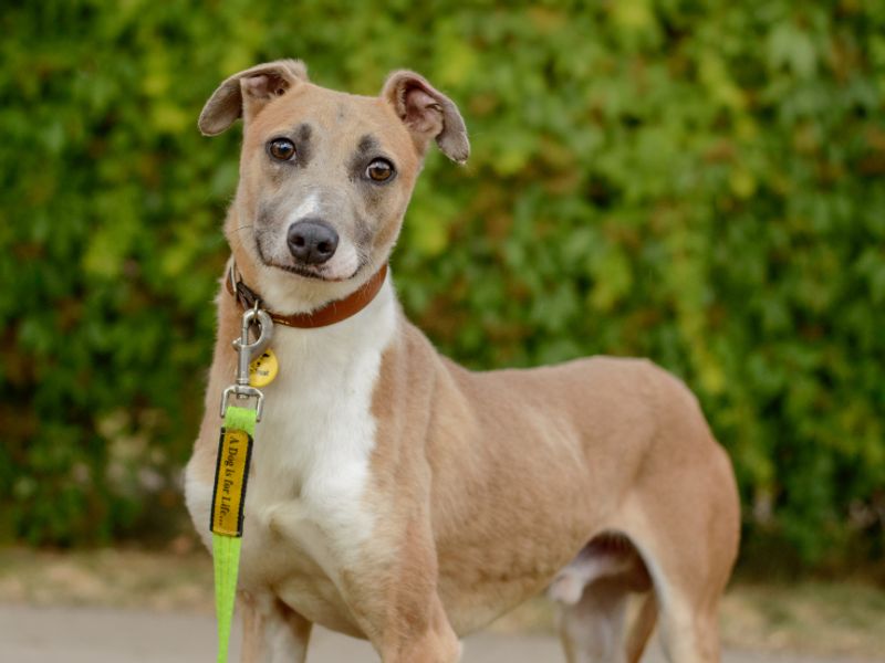 Zulu | Whippet Cross | Kenilworth (West Midlands) - 2