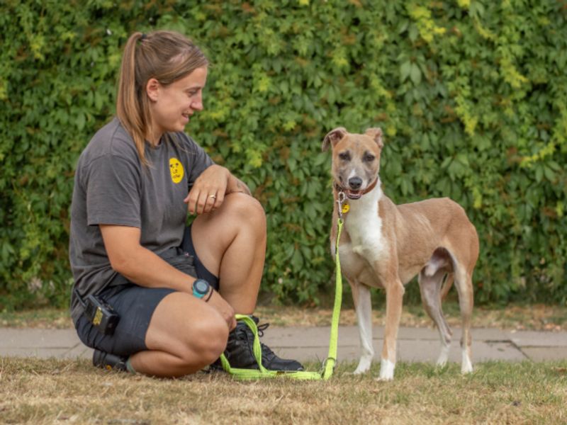 Zulu | Whippet Cross | Kenilworth (West Midlands) - 1