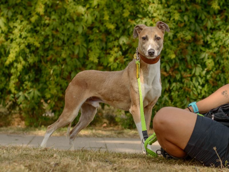Zulu | Whippet Cross | Kenilworth (West Midlands) - 4
