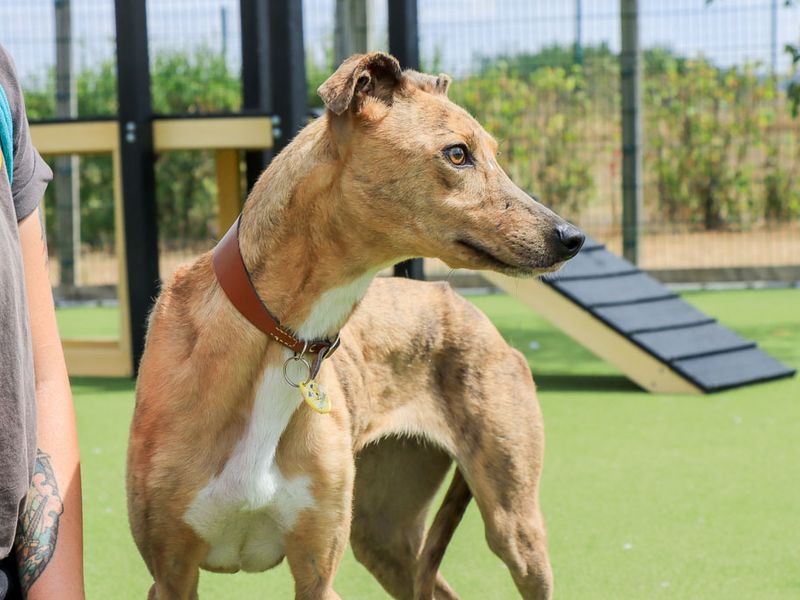 Zippy | Lurcher Cross | Evesham (Worcestershire) - 3