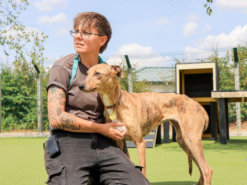 Zippy | Lurcher Cross | Evesham (Worcestershire) - 2