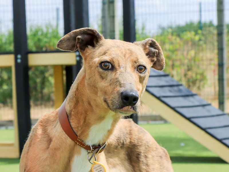 Zippy | Lurcher Cross | Evesham (Worcestershire) - 1
