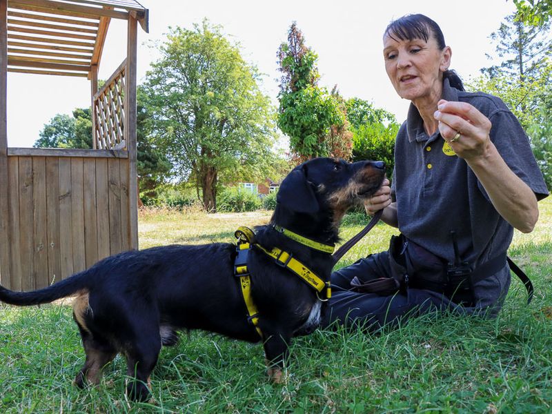 Otto | Dachshund (Wire Haired) | Evesham (Worcestershire) - 4