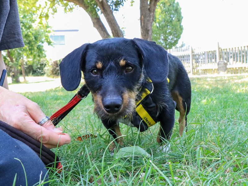 Otto | Dachshund (Wire Haired) | Evesham (Worcestershire) - 1