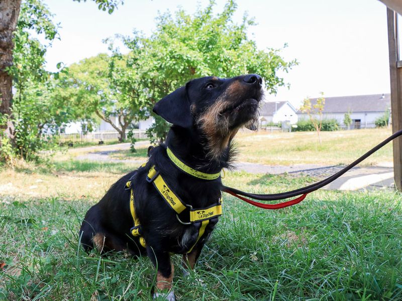 Otto | Dachshund (Wire Haired) | Evesham (Worcestershire) - 5