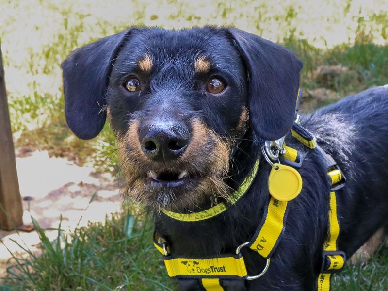 Otto | Dachshund (Wire Haired) | Evesham (Worcestershire) - 6