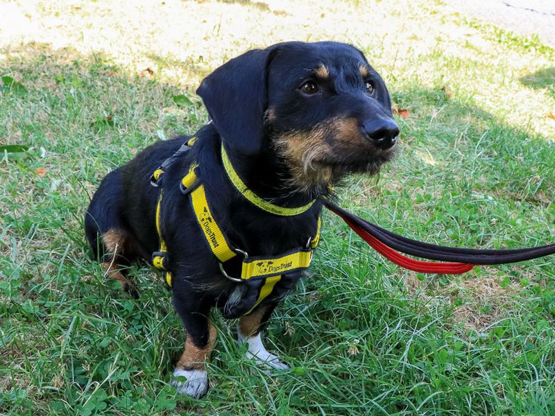 Otto | Dachshund (Wire Haired) | Evesham (Worcestershire) - 2