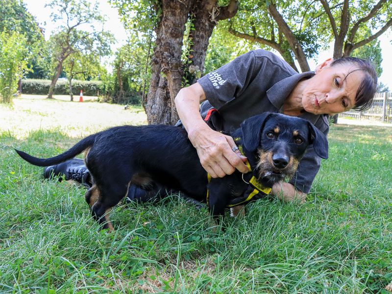Otto | Dachshund (Wire Haired) | Evesham (Worcestershire) - 3