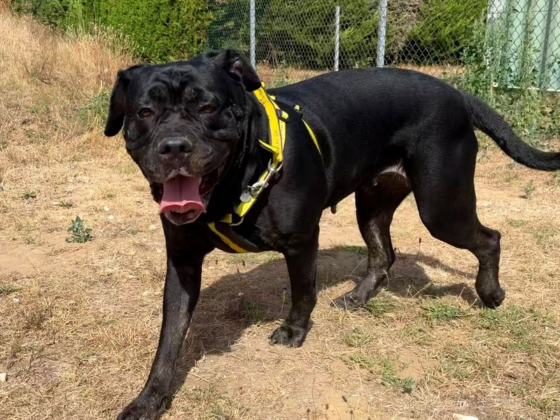 Orca | Mastiff Cross | Snetterton (Norfolk) - 3