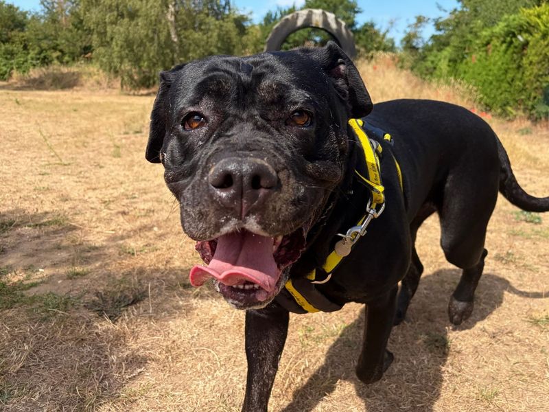 Orca | Mastiff Cross | Snetterton (Norfolk) - 2