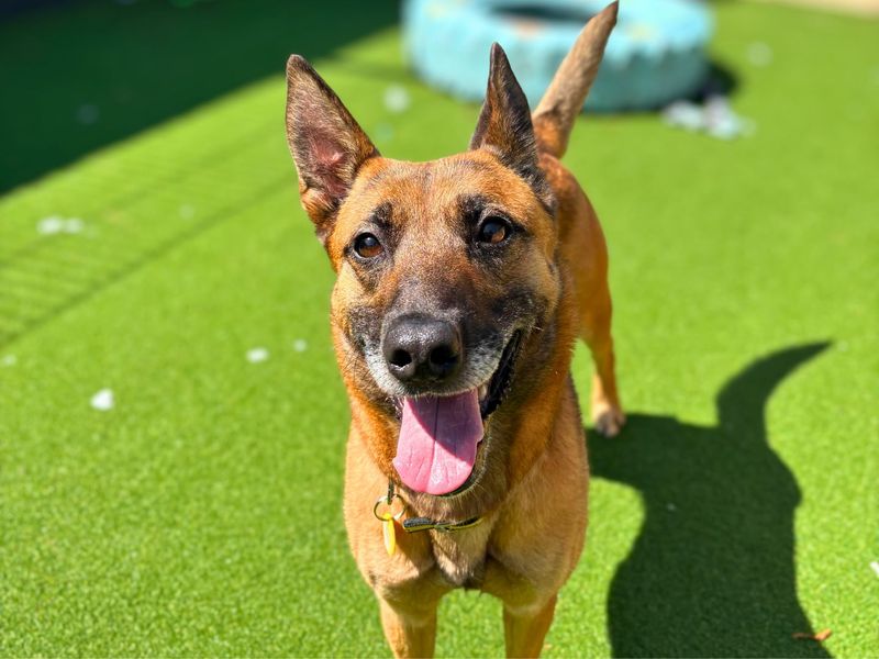 Zappy | Dutch Shepherd | Shoreham (Sussex) - 2