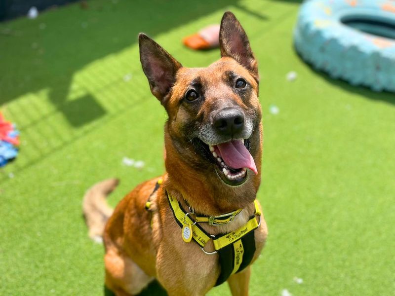 Zappy | Dutch Shepherd | Shoreham (Sussex) - 3