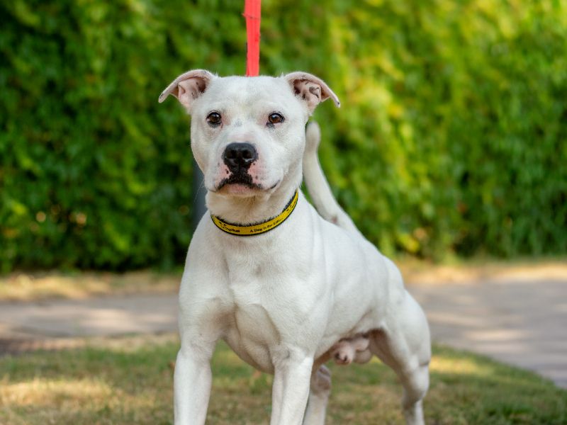 Malfoy | Terrier (Staffordshire Bull) | Kenilworth (West Midlands) - 2