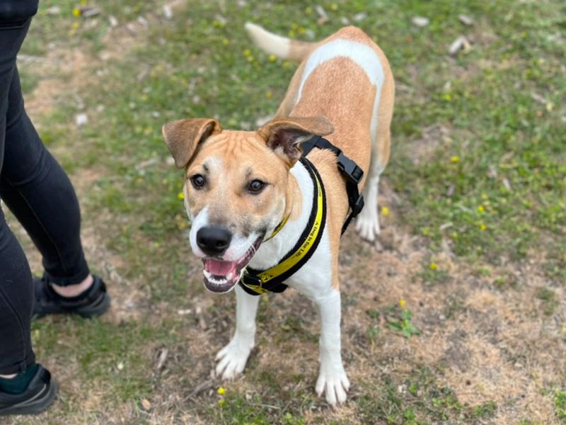 Arthur | Terrier (Staffordshire Bull) Cross | Canterbury - 4
