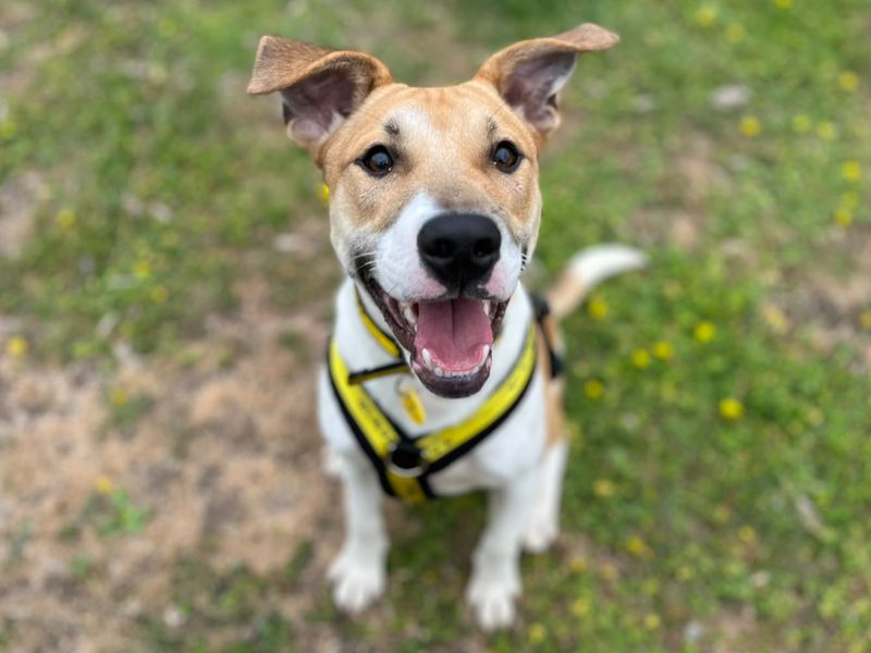 Arthur | Terrier (Staffordshire Bull) Cross | Canterbury - 5