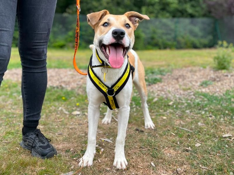 Arthur | Terrier (Staffordshire Bull) Cross | Canterbury - 2