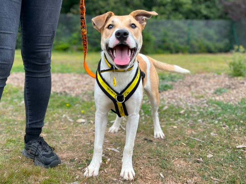 Arthur | Terrier (Staffordshire Bull) Cross | Canterbury - 3