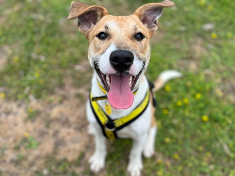 Staffordshire Bull Terrier Dogs And Puppies For Adoption