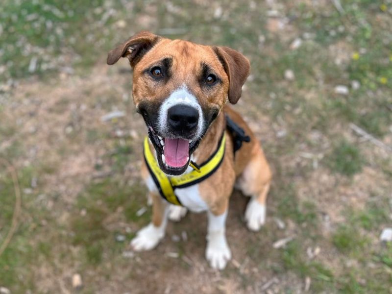 Zen | Terrier (Staffordshire Bull) Cross | Canterbury - 3