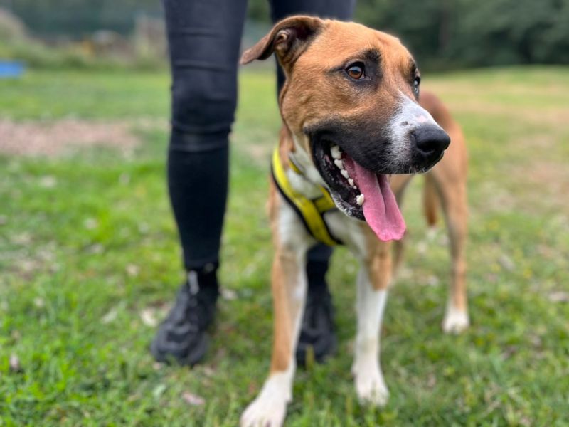 Zen | Terrier (Staffordshire Bull) Cross | Canterbury - 2