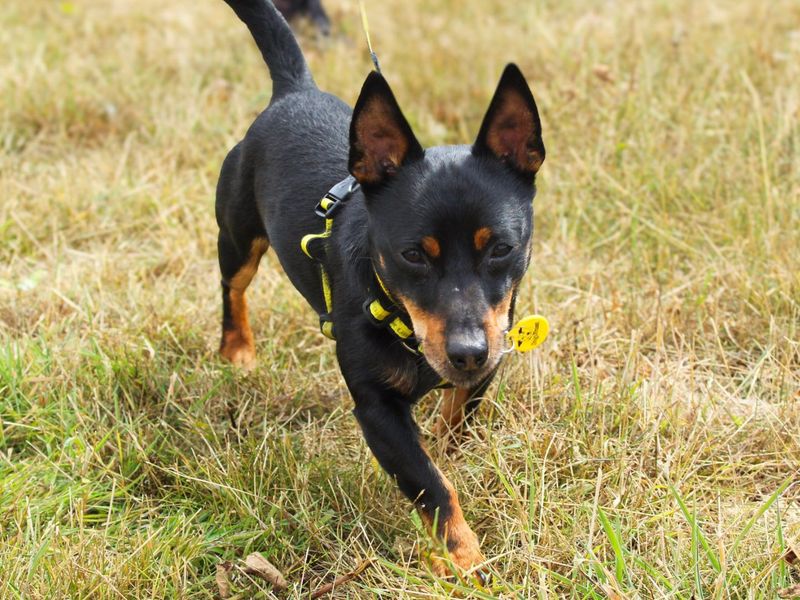 Zane | Terrier (Jack Russell) | Shoreham (Sussex) - 2