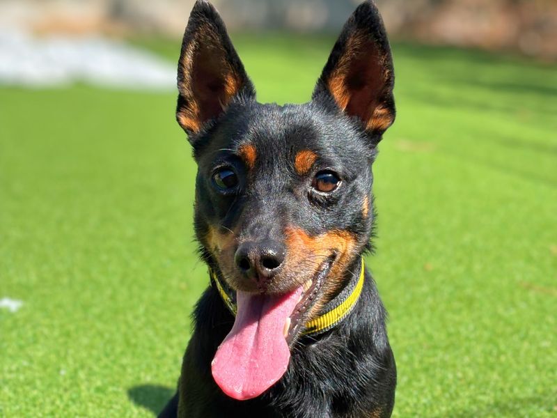 Zane | Terrier (Jack Russell) | Shoreham (Sussex) - 6