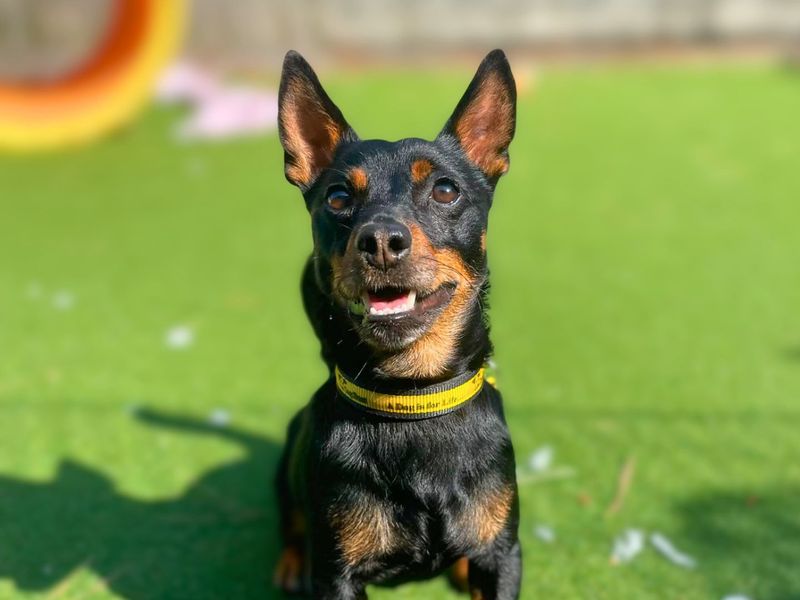 Zane | Terrier (Jack Russell) | Shoreham (Sussex) - 5