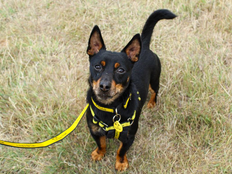 Zane | Terrier (Jack Russell) | Shoreham (Sussex) - 3