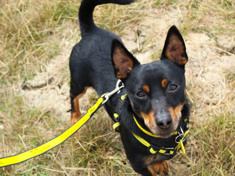 Zane | Terrier (Jack Russell) | Shoreham (Sussex) - 1