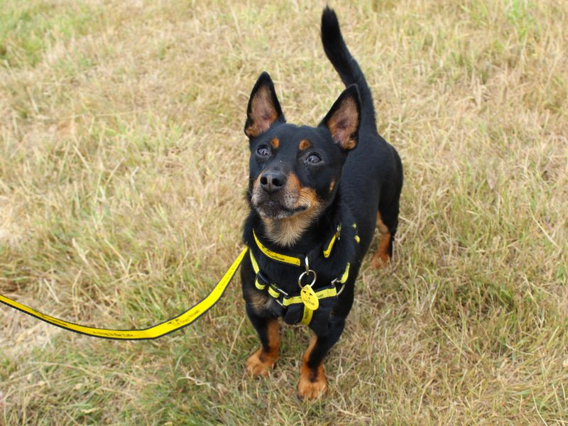 Zane | Terrier (Jack Russell) | Shoreham (Sussex) - 4