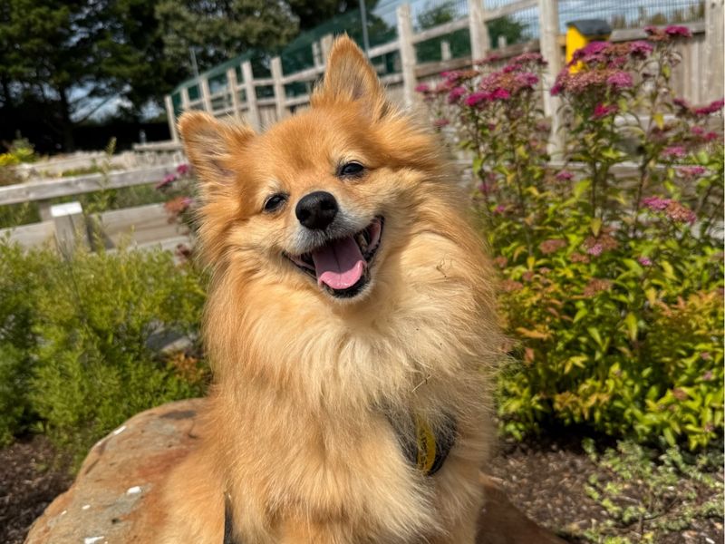 Sandy | Pomeranian | Ballymena (Northern Ireland) - 1