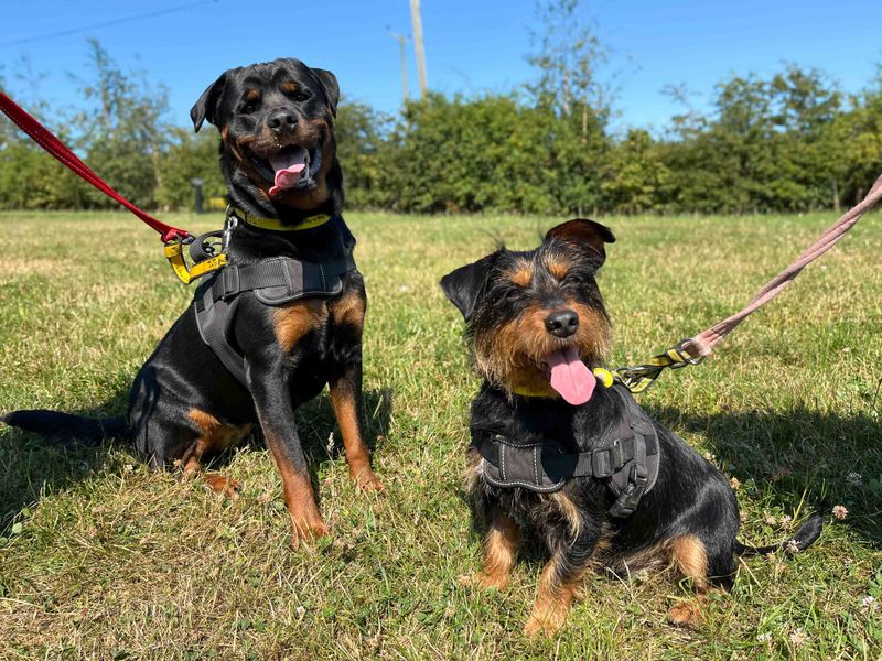 Rosie | Rottweiler | Darlington - 1