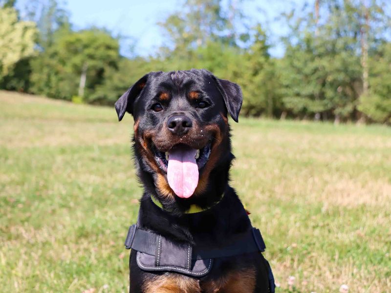 Rosie | Rottweiler | Darlington - 2