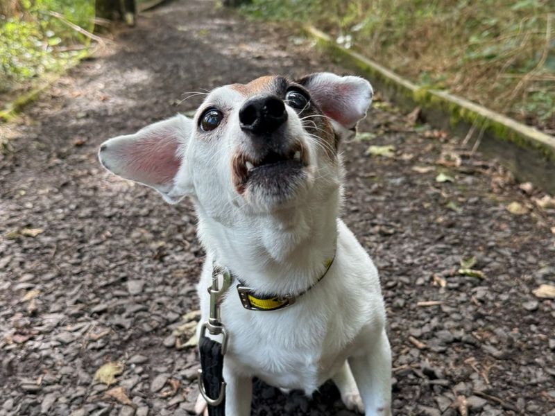 Patch | Terrier (Jack Russell) | Ballymena (Northern Ireland) - 2