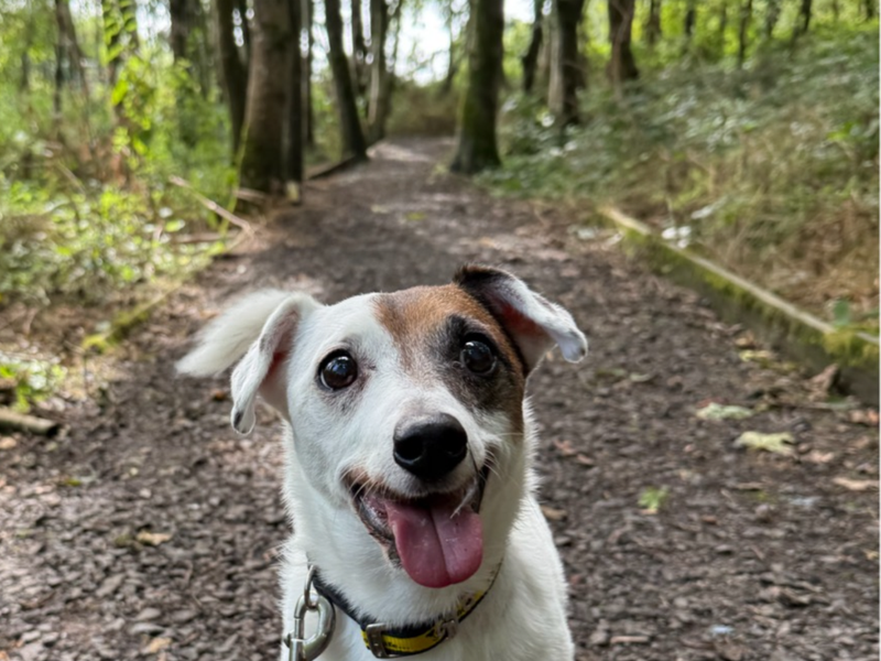 Patch | Terrier (Jack Russell) | Ballymena (Northern Ireland) - 1