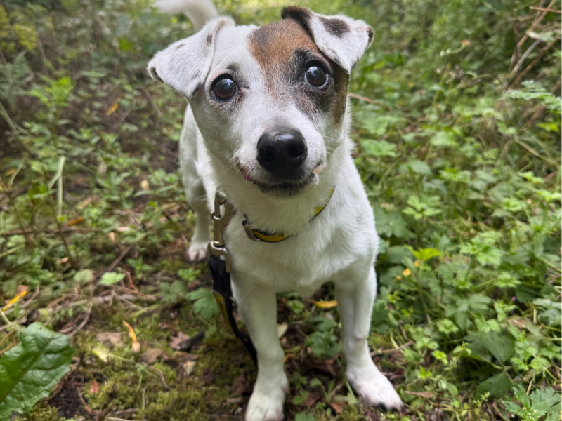 Patch | Terrier (Jack Russell) | Ballymena (Northern Ireland) - 4