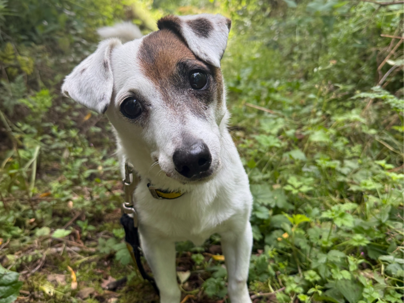 Patch | Terrier (Jack Russell) | Ballymena (Northern Ireland) - 6