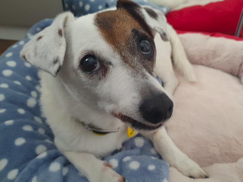 Patch | Terrier (Jack Russell) | Ballymena (Northern Ireland) - 5