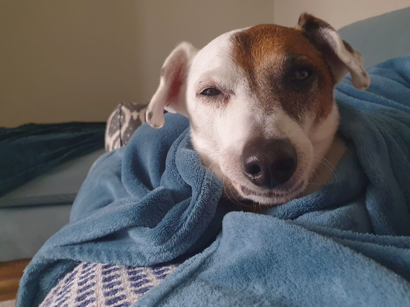 Patch | Terrier (Jack Russell) | Ballymena (Northern Ireland) - 2