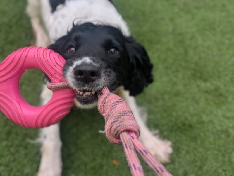 Olive | Spaniel (Cocker) | West Calder (Edinburgh) - 4