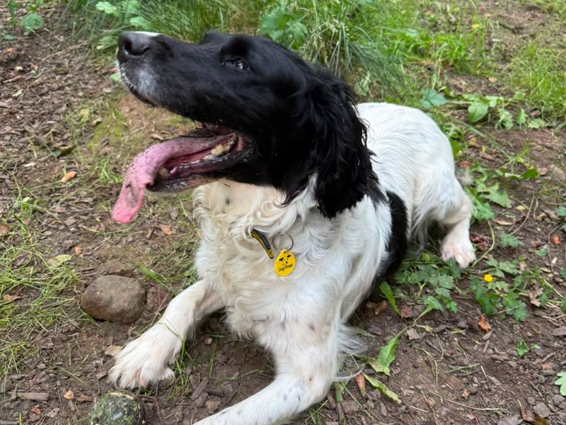Olive | Spaniel (Cocker) | West Calder (Edinburgh) - 3