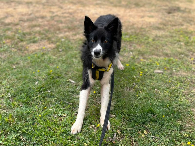 Zebra | Collie (Border) | Canterbury - 3
